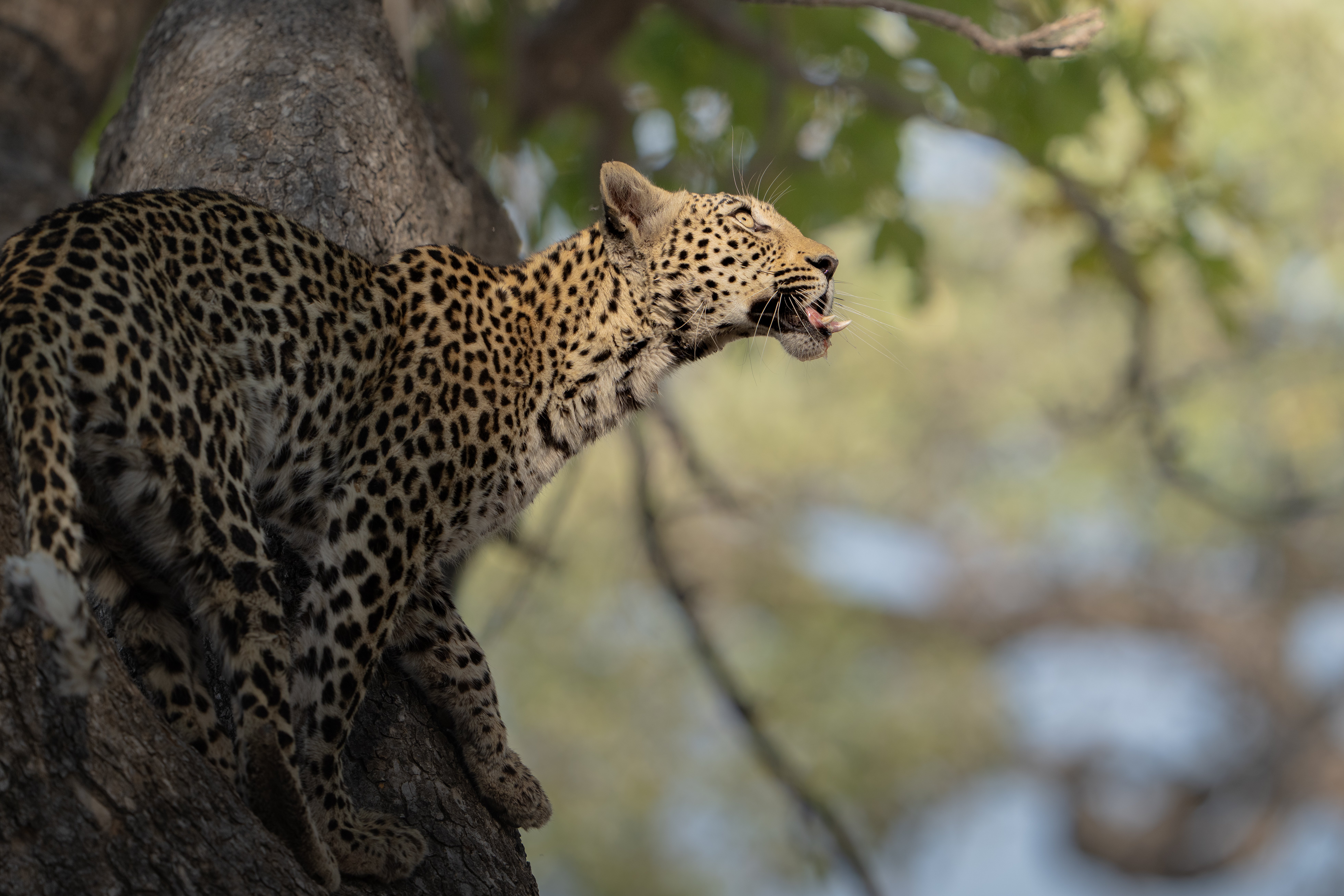 Wildlife Safaris
